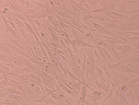 Good price Growth Factors Stem Cells Culture Supplements Stem Cells For Liquid Nitrogen Storage online