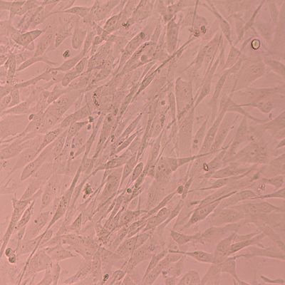 Good price Research Function Stem Cells Liquid Nitrogen Storage  For Cell Culture Conditions online