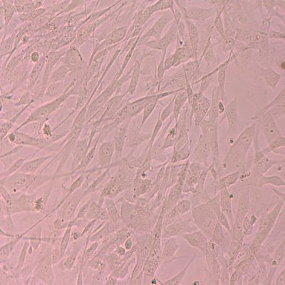 Good price Feeder Free Stem Cells Culture Format Pluripotent Stem Cells Research Needs online