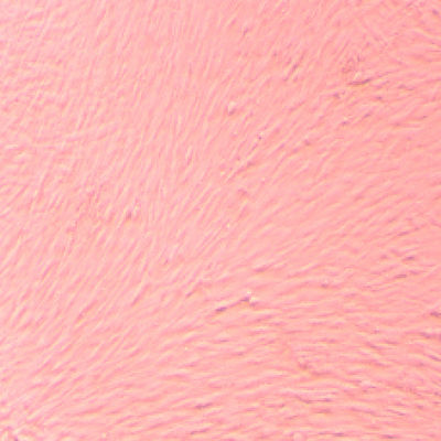 Good price High Purity  Innovative Stem Cells Laboratory Clinic Clinic Stem Cells High Viability online