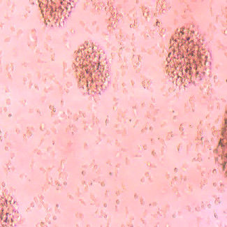 Good price Powerful Immune Cells Optimal Health Immune System Cells online